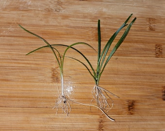 Sagittaria Subulata aquarium plant aka Dwarf Sag