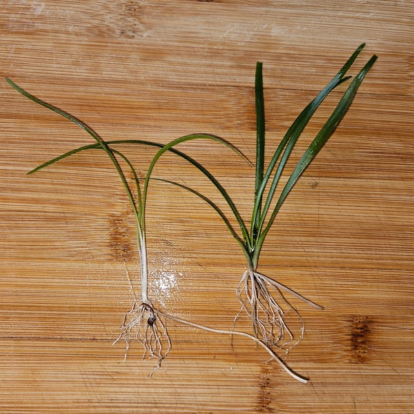 Sagittaria Subulata aquarium plant aka Dwarf Sag