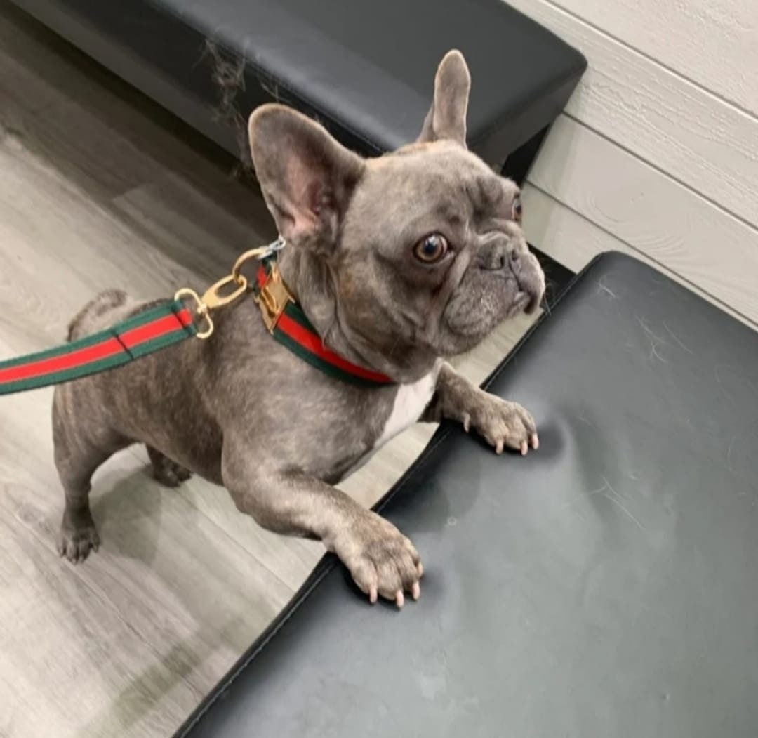 Louis Vuitton Dog Harness 