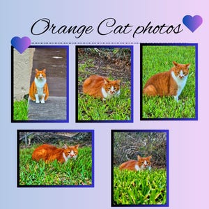Orange cat digital photo cat photographs cat photo cat digital file cat printable Digital Marketing Master Resell Rights Stock Photo nature