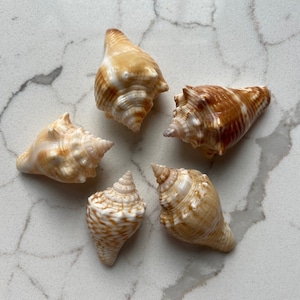 5 x Juvenile Florida Fighting Conch Shells - Various Sizes.