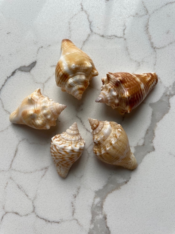 5 X Juvenile Florida Fighting Conch Shells - Various Sizes 5 X Juvenile Florida Fighting Conch Shells - Various Sizes