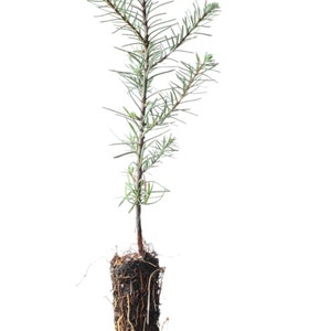Noble Fir Tree Seedling plant