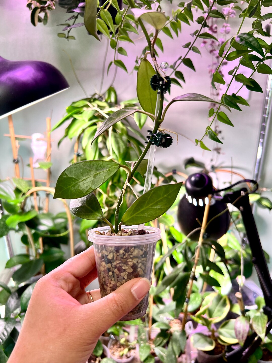 Hoya Lacunosa X Obscura Hybrid not Sunrise Close EXACT Etsy