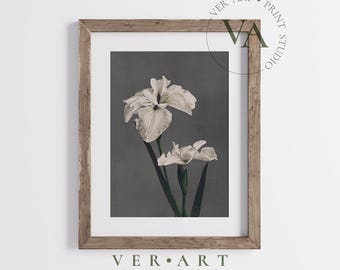 Vintage Botanical Art Print, White Iris Flower Illustration, Antique Floral Wall Art, Nature-Inspired Decor for Home or Office, BTNCL1