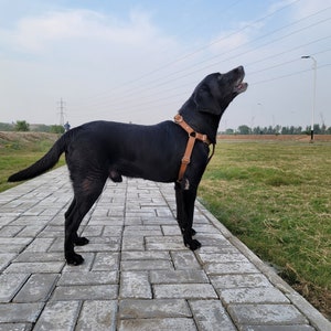 Dog Leather Harness, dog accessories, dog gift, dog birthday present, leather dog harness, cat harness, dog wear, and dog accessories