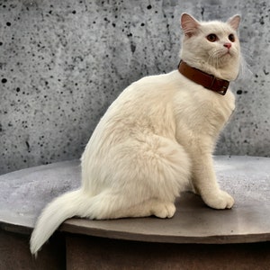 Top Grain Leather Kitten / Cat Collar with Safety Elastic, Buckle Fastening & Bell. Ideal for Cats