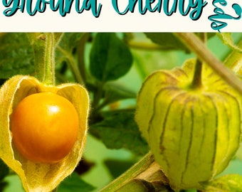 Ground Cherry  Seeds | Open Pollinated | Heirloom | non-GMO | Canadian Grown