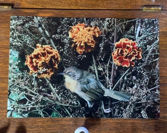 May include: A vintage wooden box with a hinged lid, containing a postcard with a photo of a small bird perched on a branch with orange flowers. The box has a small white knob on the front.