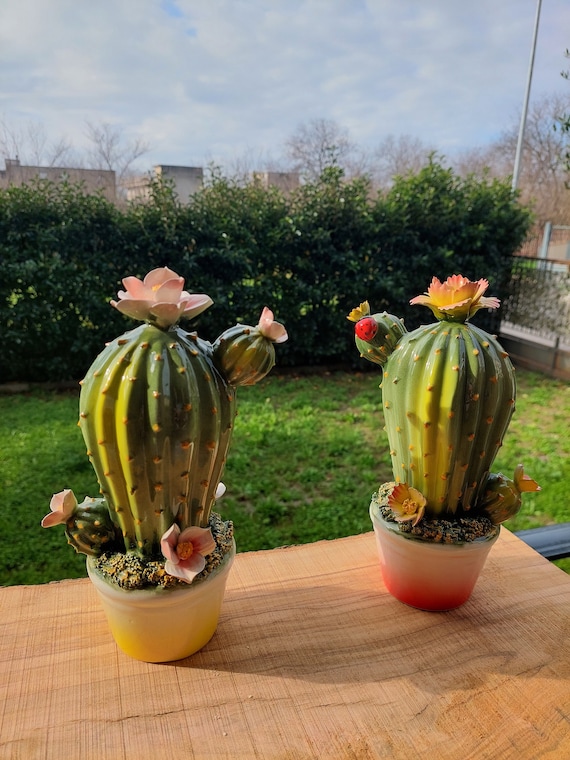 cactus mini Echinocactus grusonii cluster