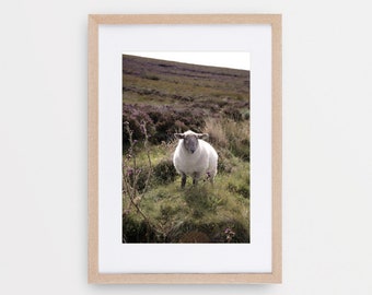 Sheepie | Sheep Wall Art, Modern Farmhouse Print, Ireland Art, Nursery Animal Print, Country Home Wall Decor, Farm Animal Photography