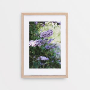 Coveted | Purple Lilac Art Print, Botanical Photography, Floral Nursery Print, Girl Room Wall Art, Lilac Poster, Lilac Plant Wall Decor