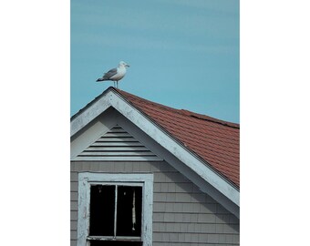 Coastal Seagull Wall Art Print, Nautical Home Decor, Beach House Poster, Ocean Vibe Artwork, Gift for Coastal Lovers