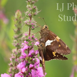 Butterfly Digital Print Set