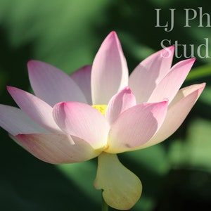 Pack d'impression numérique de fleurs de lotus