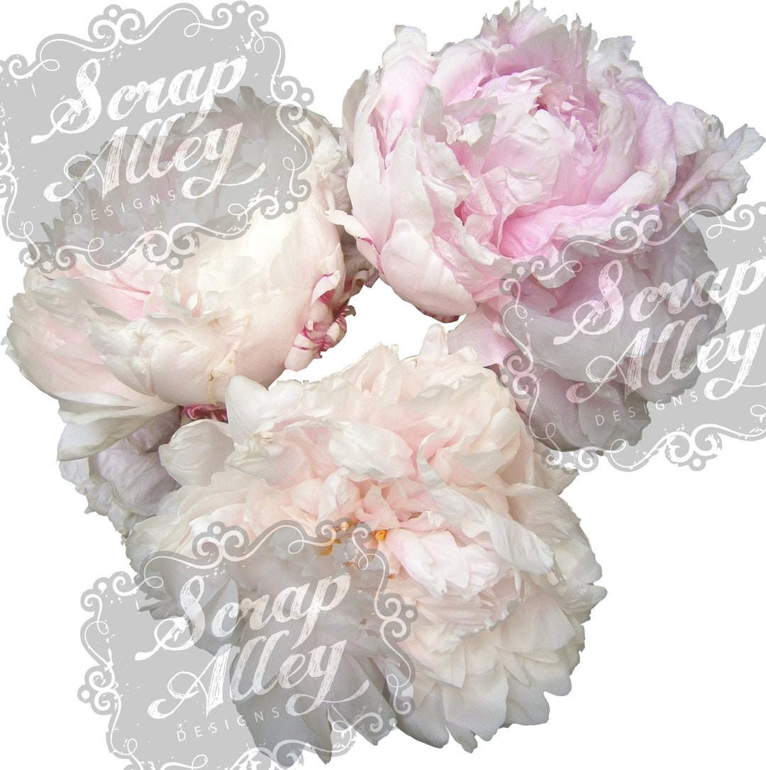 Peony Ruffle Roses Digital Download for Designing - Etsy