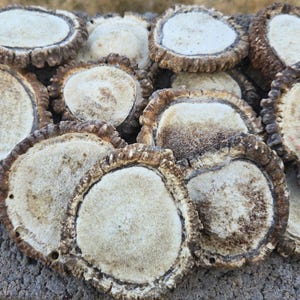 May include: A pile of light brown antler slices with a rough, textured surface. The antler slices are round and have a white center.