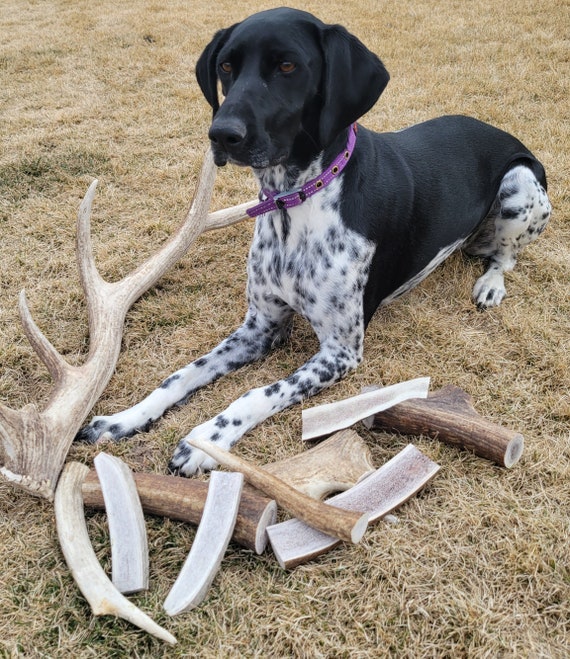 Elk Antler Dog Chews