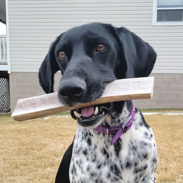 2 XL Antler Dog Chews