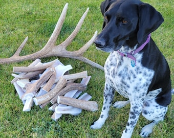 Elk Antler Dog Chews