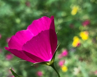 Annual Winecup | Callirhoe leiocarpa | Native Wild Flower Seeds | Organic | Small Backyard Farm | Texas Native | Seeds for the South