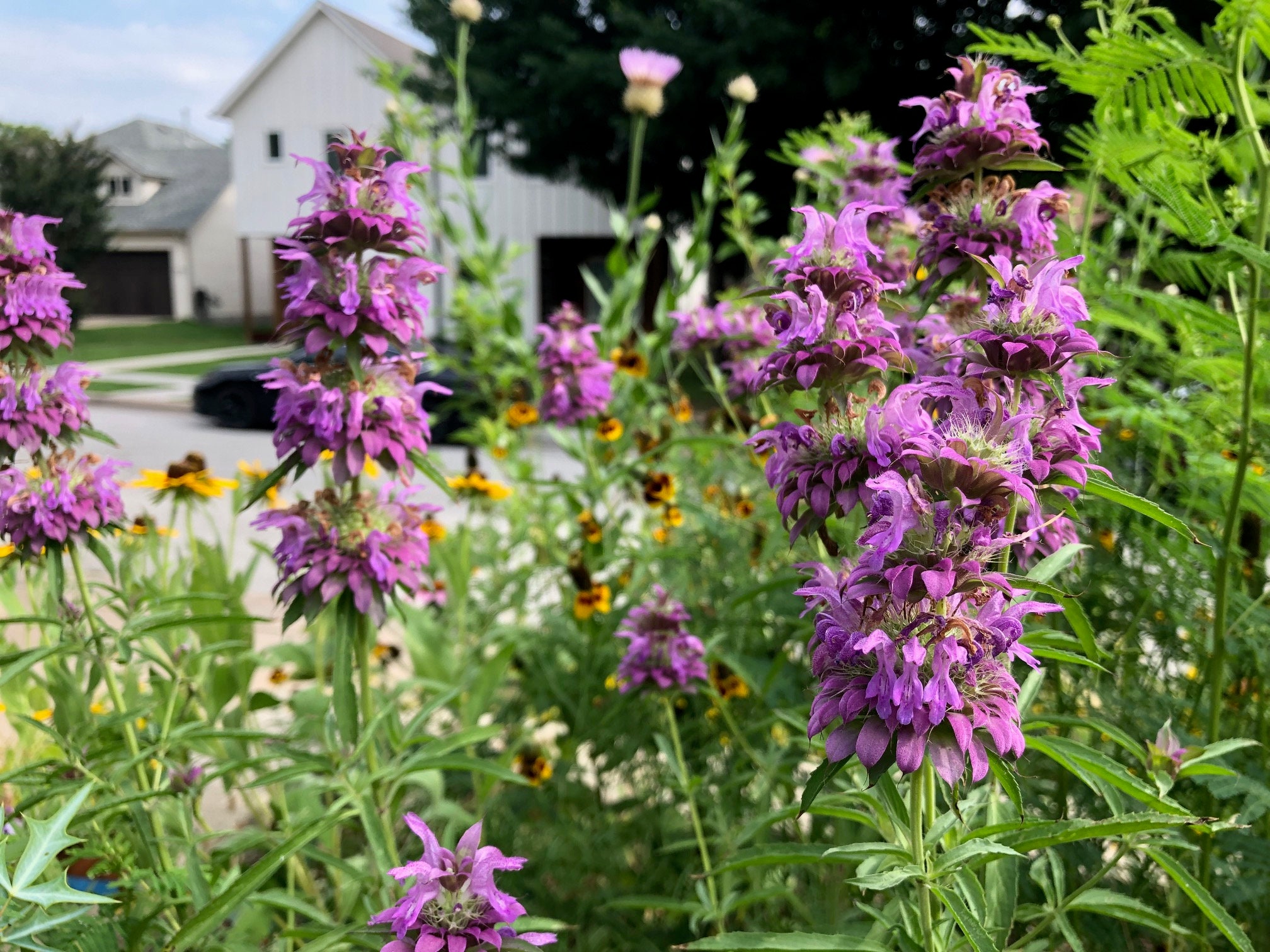 Captivating Lemon Bee Balm View Nature Captivating Lemon Bee Balm View Nature