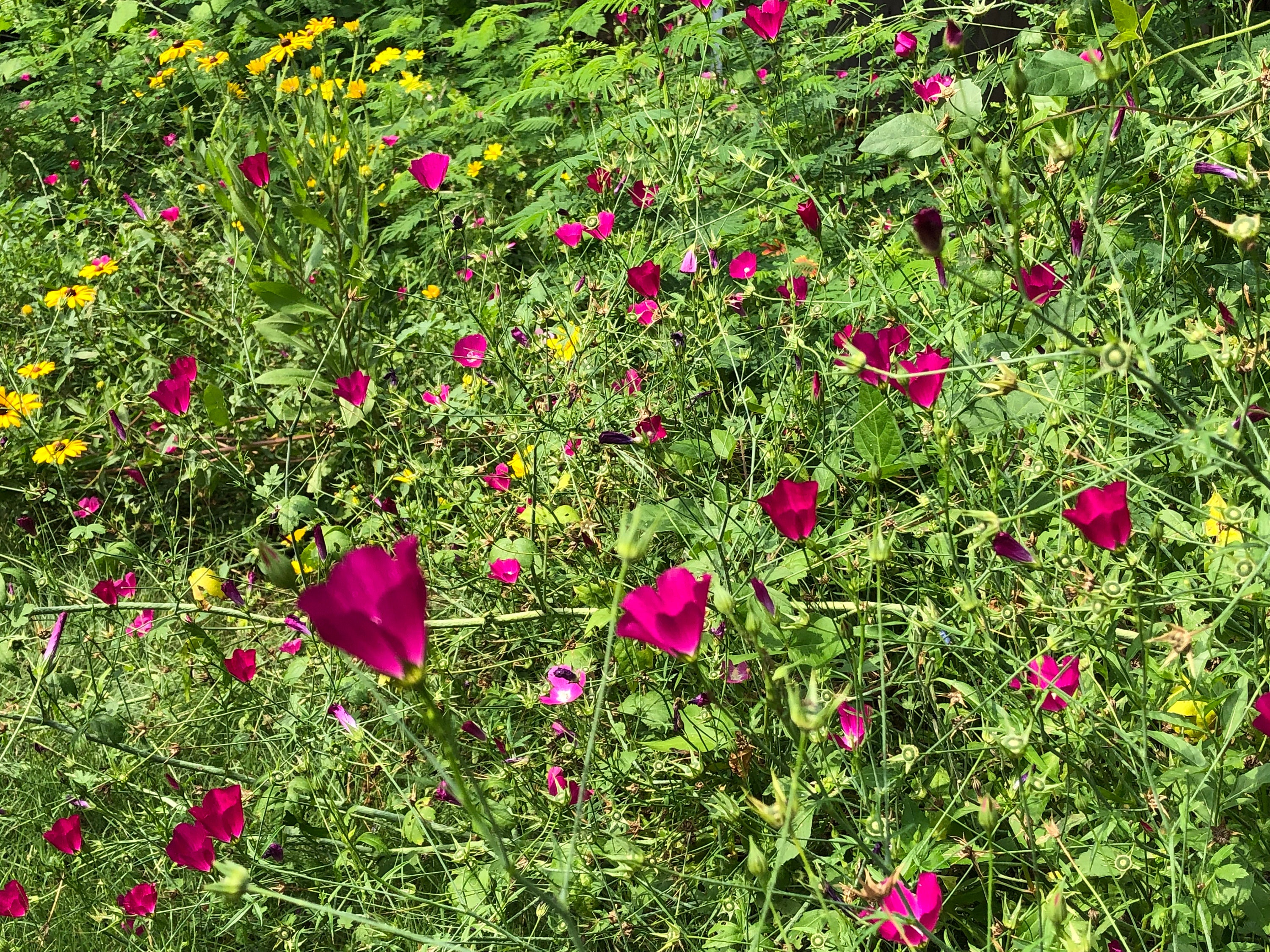 Annual Winecup Callirhoe Leiocarpa Native Wild Flower Seeds Organic