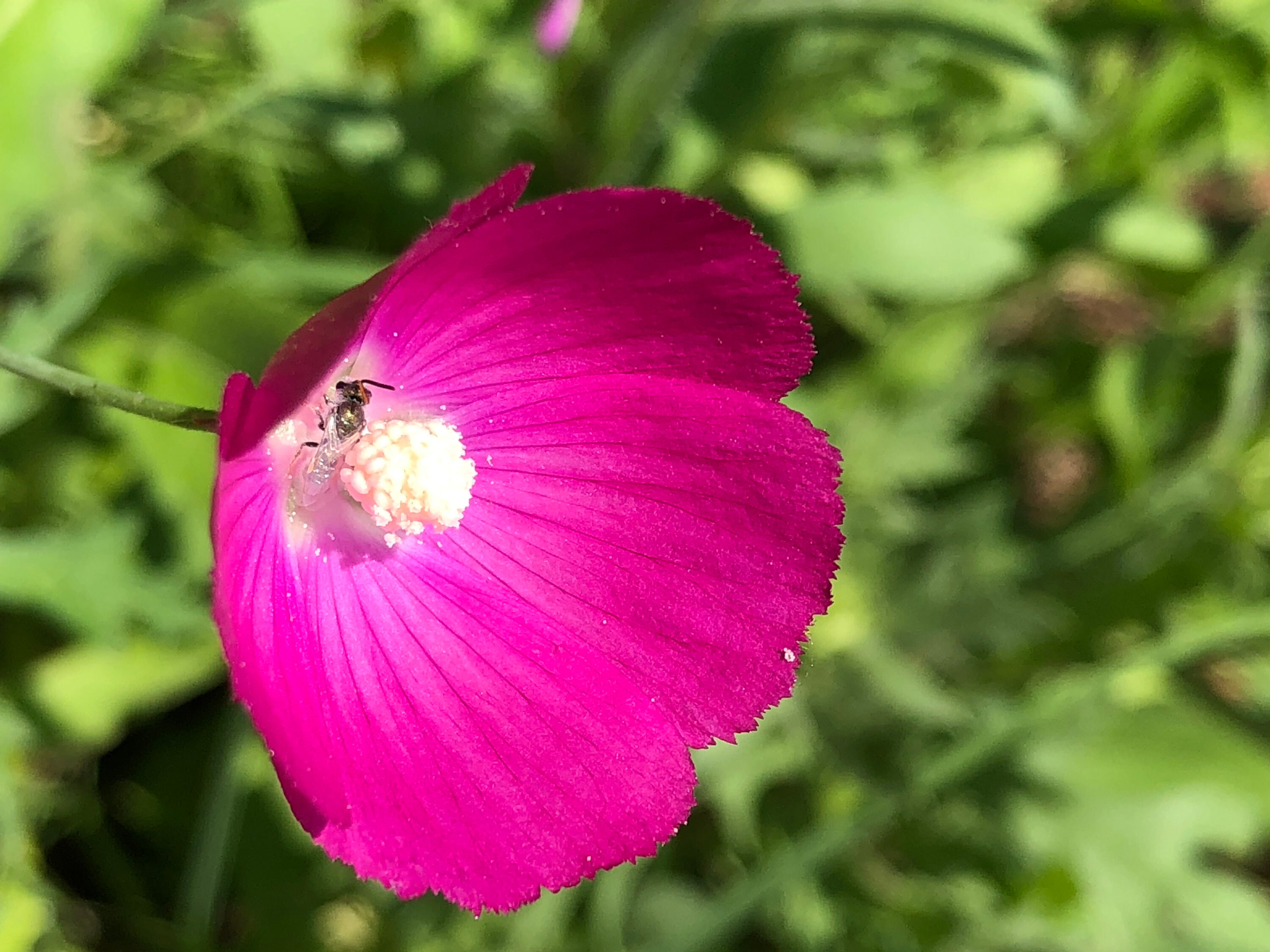 Annual Winecup Callirhoe Leiocarpa Native Wild Flower Seeds Organic