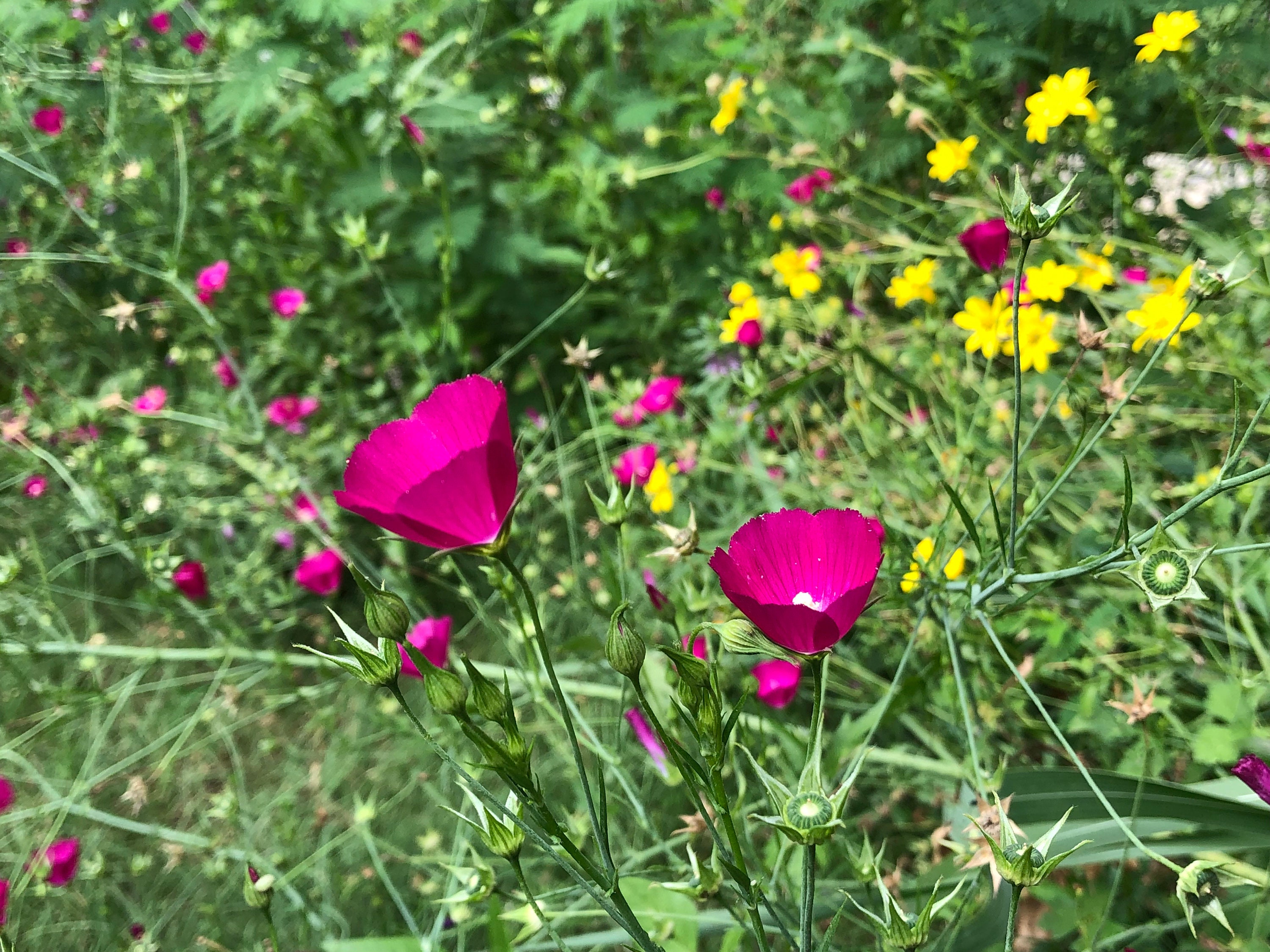 Annual Winecup Callirhoe Leiocarpa Native Wild Flower Seeds Organic