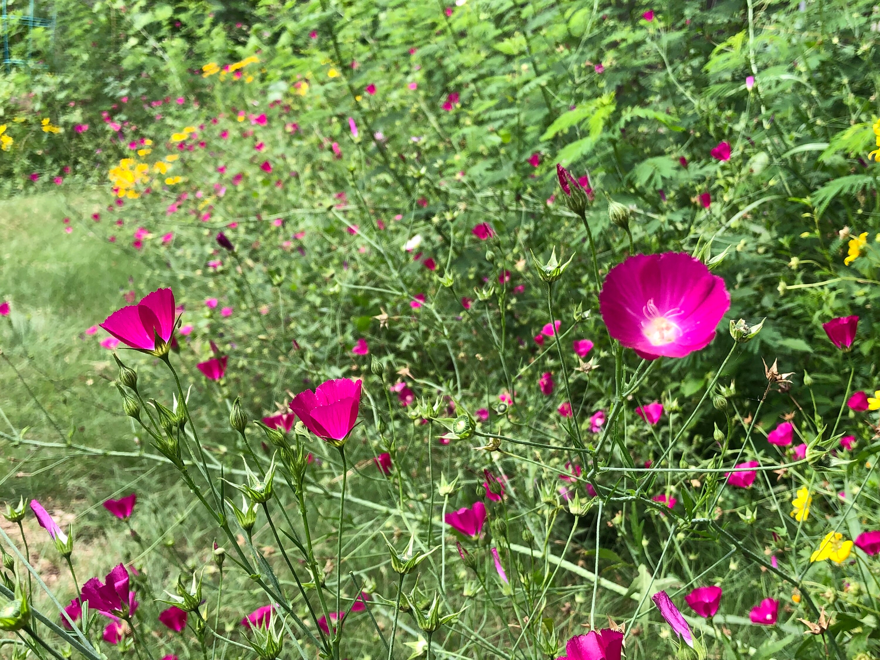 Annual Winecup Callirhoe Leiocarpa Native Wild Flower Seeds Organic