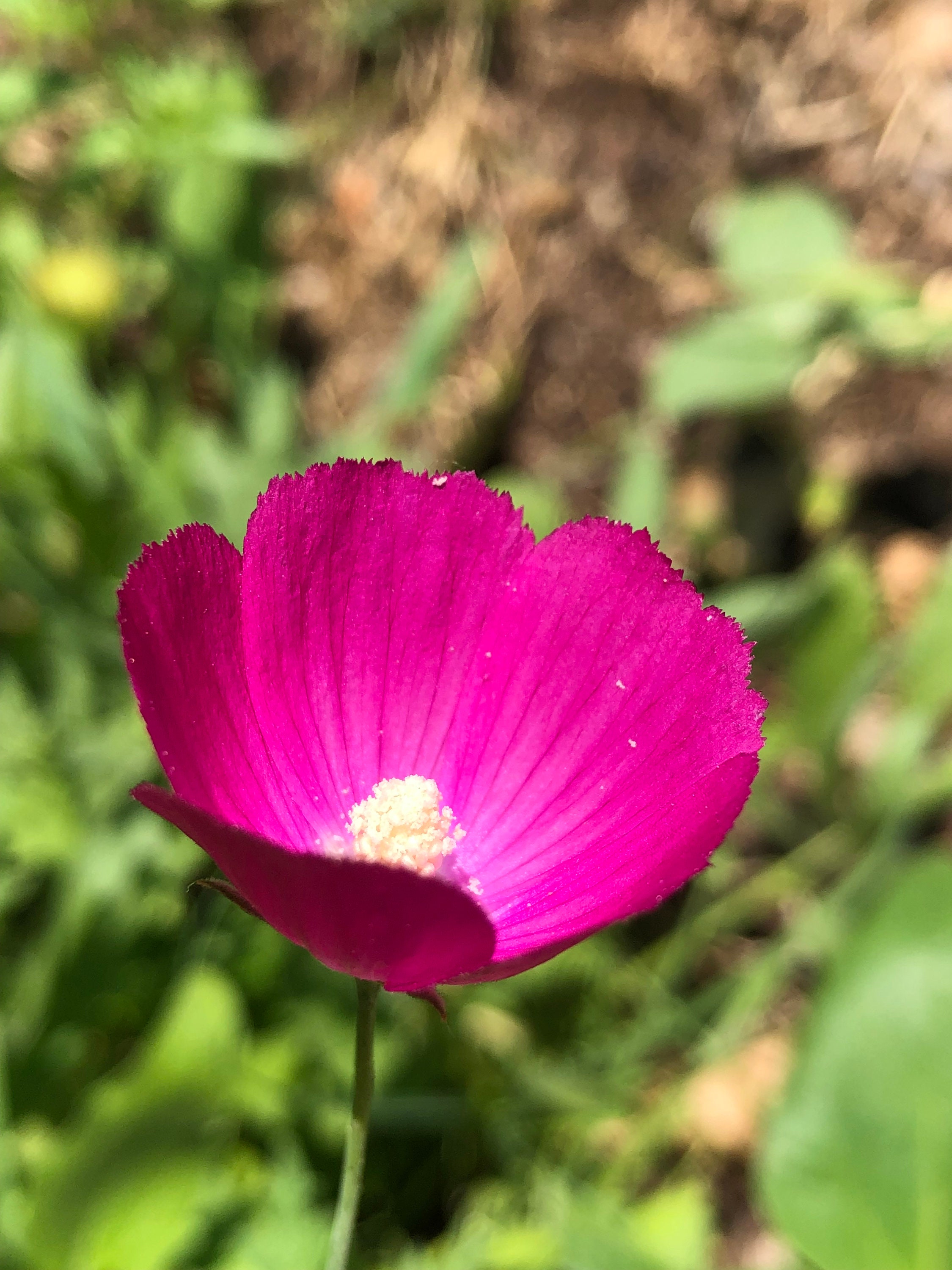 Annual Winecup Callirhoe Leiocarpa Native Wild Flower Seeds Organic