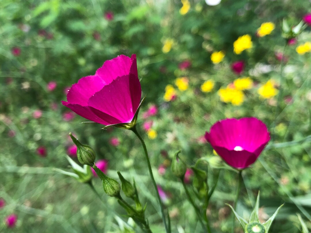 Annual Winecup Callirhoe Leiocarpa Native Wild Flower Seeds Organic