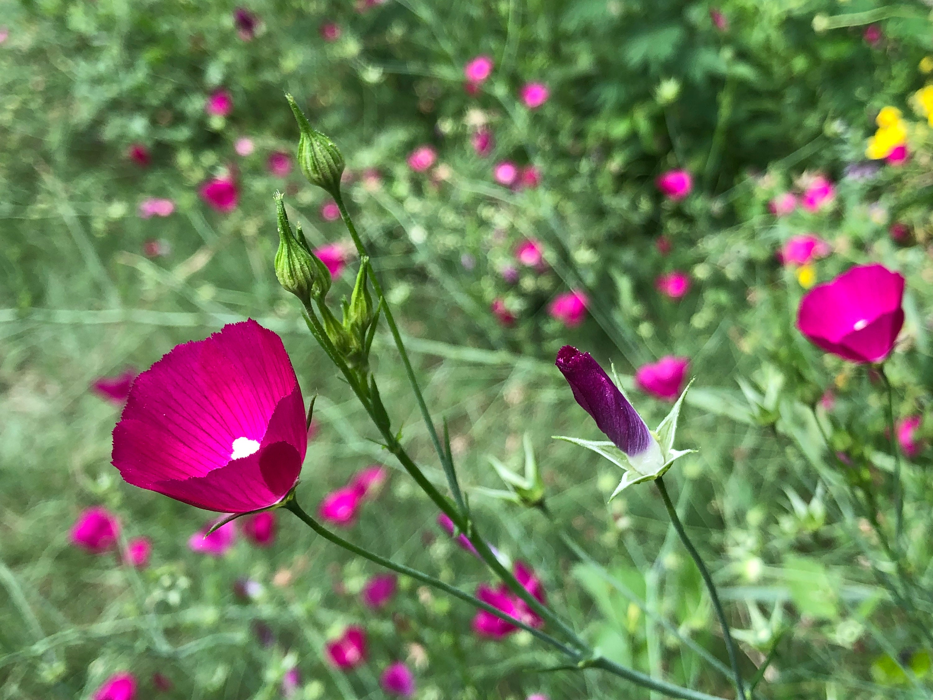 Annual Winecup Callirhoe Leiocarpa Native Wild Flower Seeds Organic