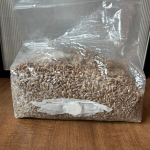 May include: A clear plastic bag filled with brown grain spawn for mushroom cultivation. The bag features a white rectangular filter patch with a circular center, and the grain inside shows visible white mycelium growth throughout the contents.