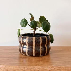 May include: A small Pilea peperomioides plant with round green leaves potted in a cylindrical ceramic planter. The planter features a dark brown, speckled, glazed finish with vertical, unglazed, light beige stripes around the exterior.