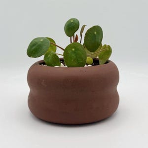 Puede incluir: Una pequeña maceta redonda de cerámica marrón con una planta de Pilea peperomioides. La planta tiene varias hojas verdes redondas y está plantada con guijarros blancos. La maceta tiene una forma curva única.