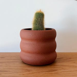 Puede incluir: Un pequeño cactus verde con espinas amarillas en una maceta de cerámica de color terracota y con bordes ondulados. La maceta tiene forma redondeada y está colocada sobre una superficie de madera contra una pared blanca.
