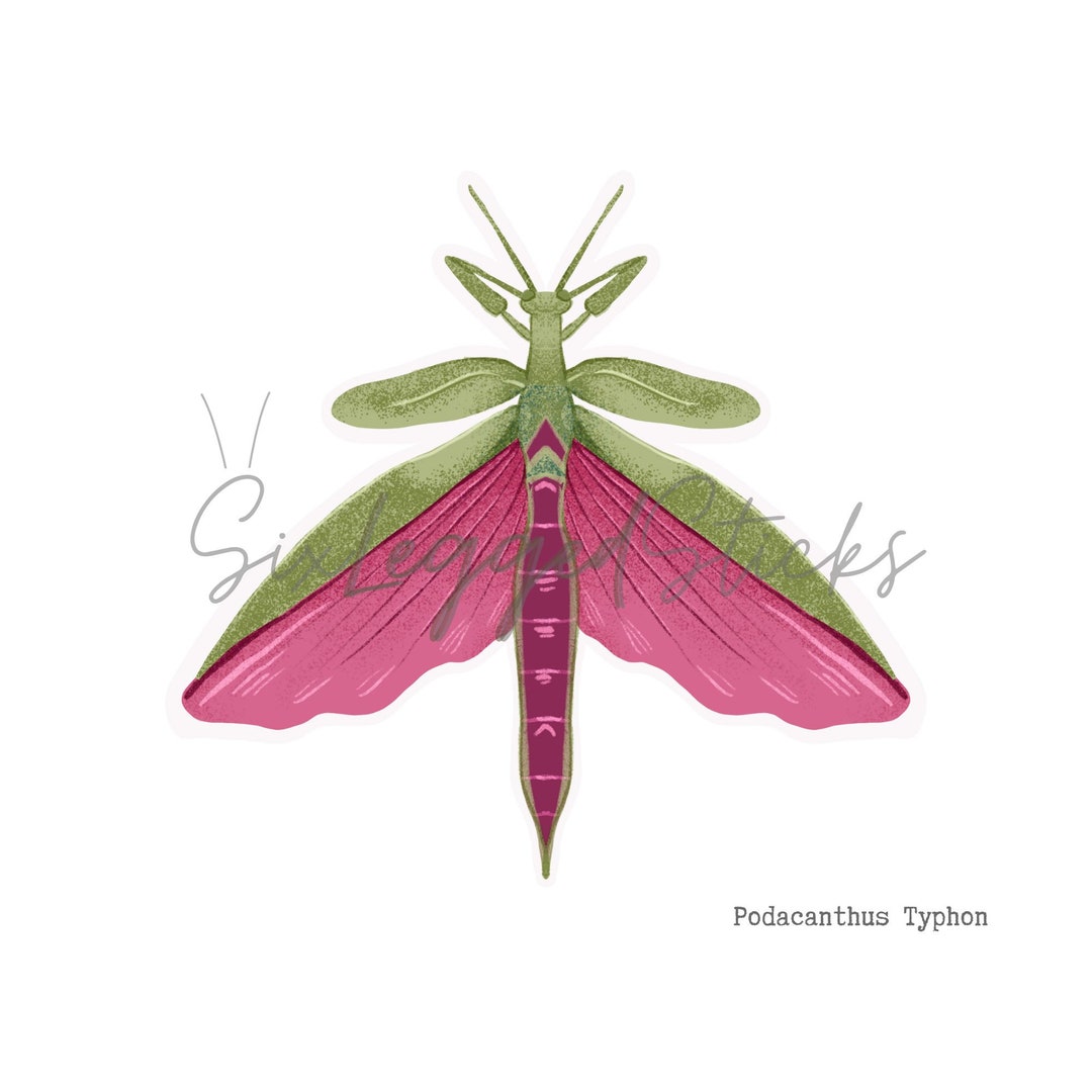 Pink Wing Stick Insect Clipart Digital Download Etsy