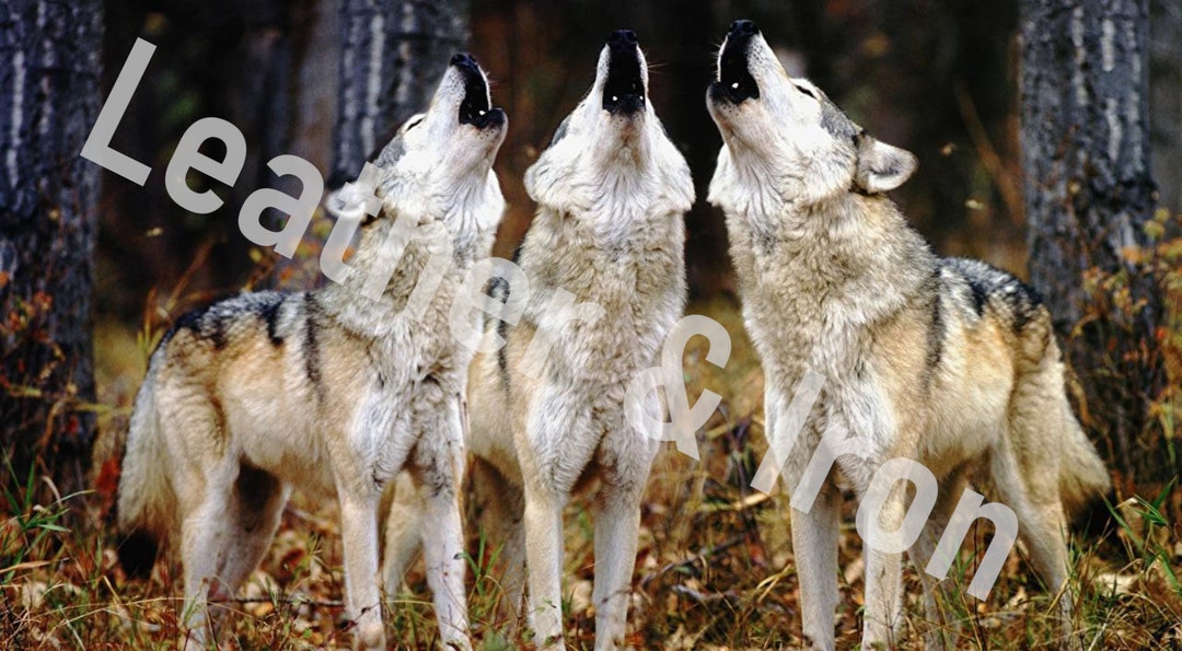 Vinyl Wolves Howling Design Checkbook Cover Etsy