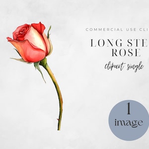 May include: Watercolor illustration of a long-stem rose. The rose is a vibrant mix of red and white, with green leaves and a stem. Text reads "LONG STEM ROSE clipart single" and "1 image".