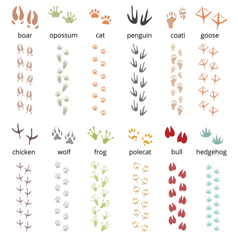 May include: A chart showing the footprints of 12 different animals. The animals are boar, opossum, cat, penguin, coati, goose, chicken, wolf, frog, polecat, bull, and hedgehog.