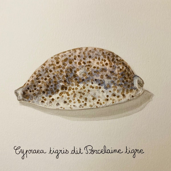 Illustration coquillage Porcelaine Tigre Aquarelle naturaliste Affiche à encadrer Décoration mer Cabinet de curiosités Tirage d'art