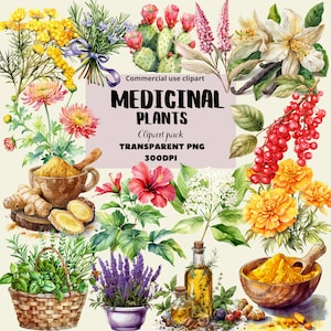 Imágenes Prediseñadas de plantas medicinales, conjunto de 155, imágenes prediseñadas de hierbas de acuarela, PNG de plantas de acuarela, PNG de remedios naturales, paquete de hierbas curativas, arte digital