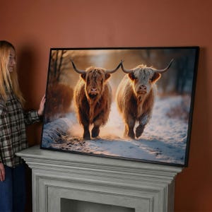 Highland Cow Canvas Wall Art: Rustic Farm Animal Running Through Snow Landscape Print