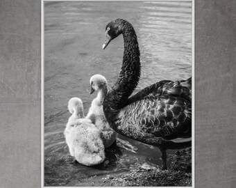 Black Swan Wall Art, Lakeside Wall Art, Black and White Wall Art, Digital Print, Wildlife Portrait Art, Bird Art, Home Decor