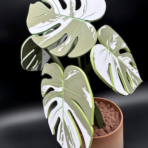 Peut inclure: Une plante en pot blanche et verte avec de grandes feuilles fendues. La plante est dans un pot en céramique brun et blanc.
