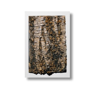 Real Tree Bark Small Wall Art in White Frame: 3D Nature Texture Decor (4.72x6.69&quot;)