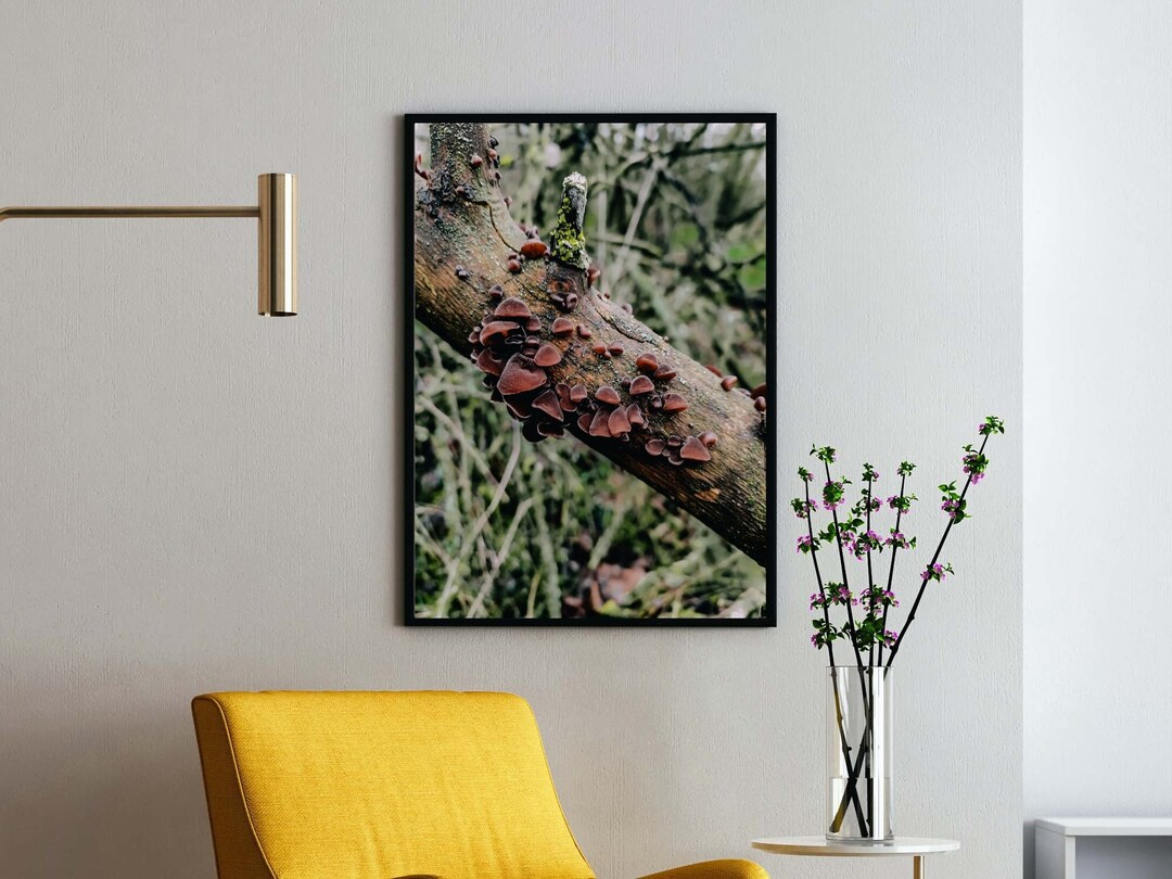 Wood Ear Mushroom Wood Jellyfish Tree Jellyfish Auricularia Etsy