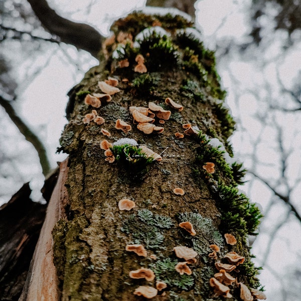 Tree trunk covered with moss, lichen, mushrooms digital print Dark forest wall art Digital print photo Instant download Printable wall art