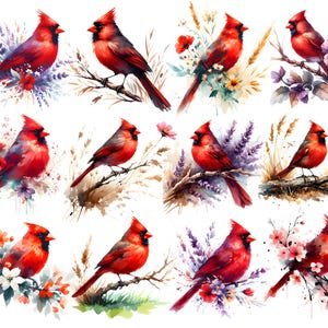 Abstract Red Cardinal Clipart Bundle: Watercolor Bird PNG (digital ...